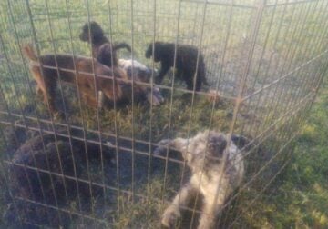Aussiedoodles puppies