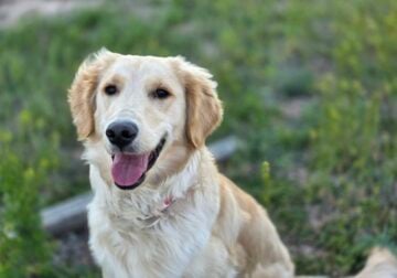 Golden retriever