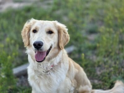 Golden retriever