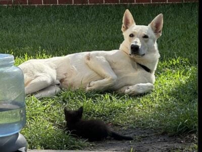 Drexel is looking for his forever home!