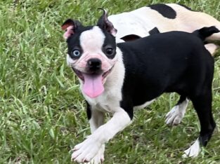 CKC Boston Terrier puppies