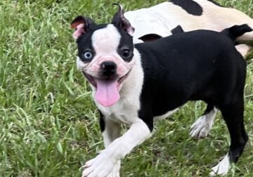 CKC Boston Terrier puppies