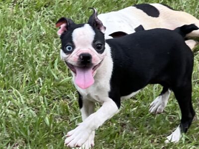 CKC Boston Terrier puppies