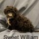 F1B Mini Bernedoodles- 6 available