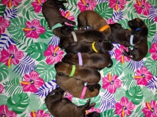 AKC Belgian Malinois Puppies