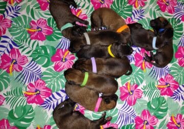 AKC Belgian Malinois Puppies