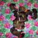 AKC Belgian Malinois Puppies
