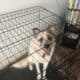 Great Pyrenees and Australian Cattle Dog Mix Puppy