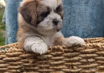 Shih Tzu/ Bichon puppies