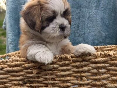 Shih Tzu/ Bichon puppies