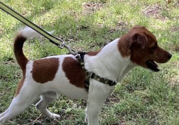 A Loving Jack Russell Terrier