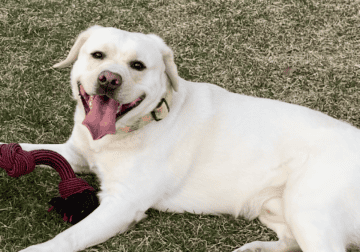 White Labrador Retriever – Sky