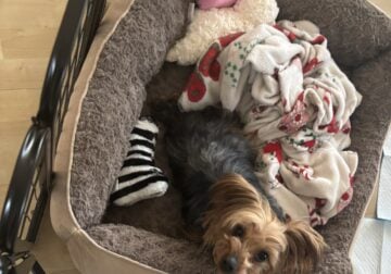 Yorkshire terrier