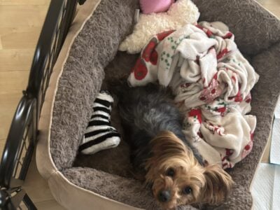 Yorkshire terrier