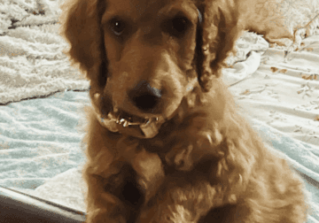 Irish Doodle Puppy (male) – 9 weeks