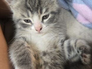I have 3 kittens that need a great home.
