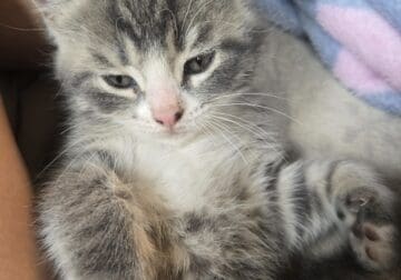 I have 3 kittens that need a great home.