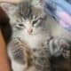 I have 3 kittens that need a great home.