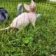Canadian Sphynx odd eye