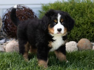 ACA Bernese mountain male pup Indiana (Rex)
