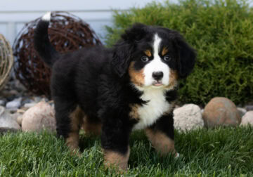 ACA Bernese mountain male pup Indiana (Rex)