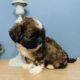 Handsome Shih tzu boy