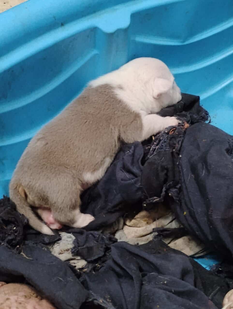 American bully Puppies image 5