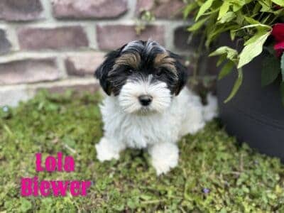 Lola Female Biewer
