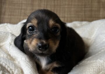 Mini longhaired dachshund