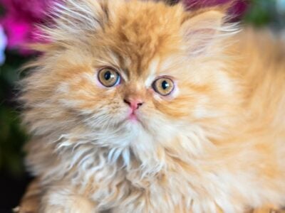 Friendliest, cuddliest male Persian