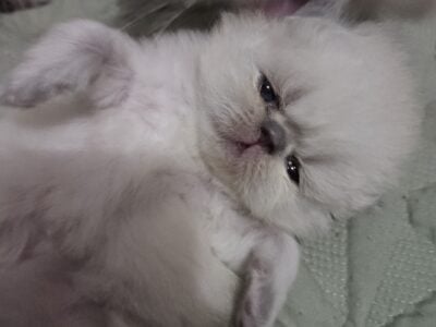 Blue point Persian Kitten
