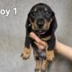 Miniature Dachshund puppies