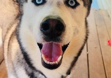 Cooper Needs a Forever Human