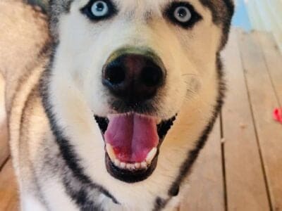 Cooper Needs a Forever Human