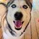 Cooper Needs a Forever Human