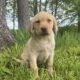 Labrador Retriever puppies