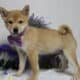 AKC Shiba Inu Curly