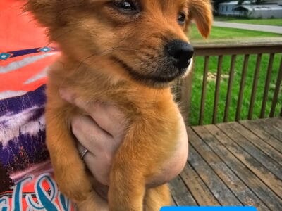 Pomchi puppies born 3/14/2025