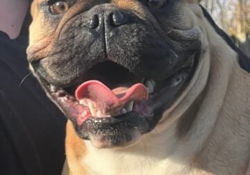 Female Bully/Bulldog