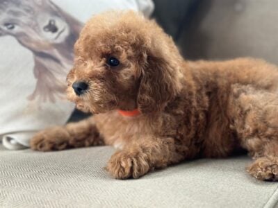 F1B GOLDEN DOODLE BOYS
