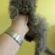 Persian kittens available