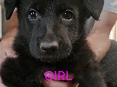 German Shepherds
