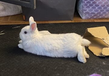 Netherland Dwarf BEW Looking For a New Home