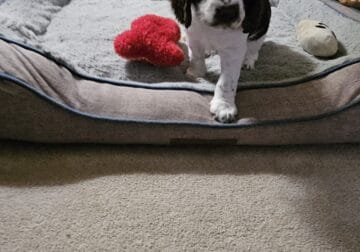 For Sale