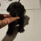 Cane corso pups for sale