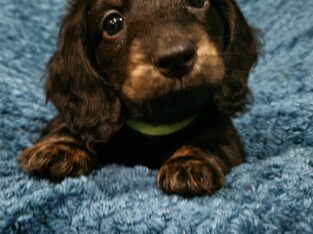Long haired Dachshund Puppies