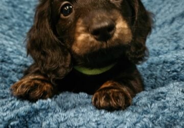 Long haired Dachshund Puppies