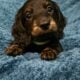 Long haired Dachshund Puppies
