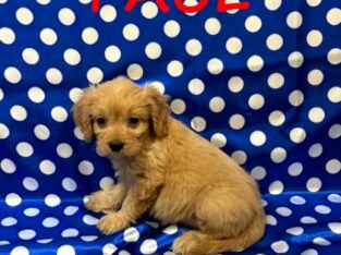 Paul Male Cavapoo Puppy