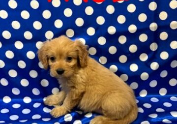 Paul Male Cavapoo Puppy